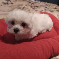 Cucciole maltesi 2 mesi di vita