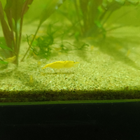 Caridine Yellow