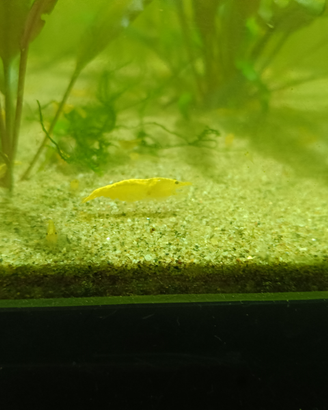 Caridine Yellow