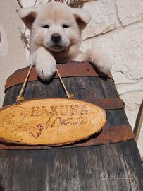 Cuccioli akita inu giapponese BIANCHI