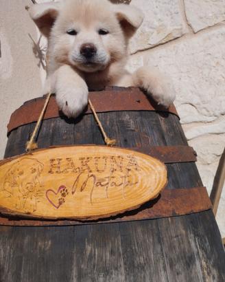 Cuccioli akita inu giapponese BIANCHI