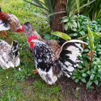 Galline ornamentali serama