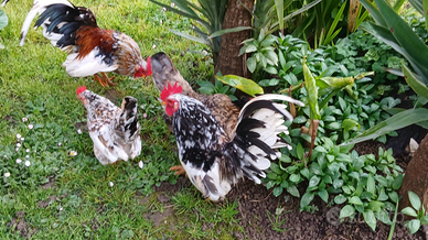 Galline ornamentali serama