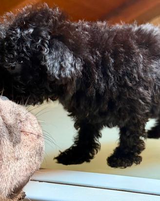 Cucciola di barboncino