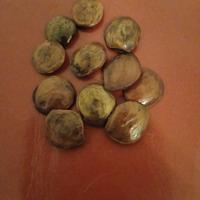 20 semi freschi di glicine viola pianta fiori