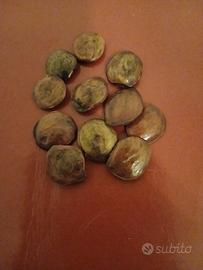 20 semi freschi di glicine viola pianta fiori