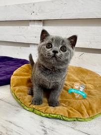 Scottish Fold Straight British Shorthair