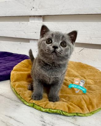 Scottish Fold Straight British Shorthair