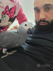 Pappagallo parlante cenerino coda rossa imbecco