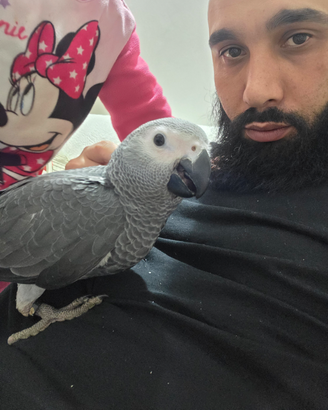 Pappagallo parlante cenerino coda rossa imbecco