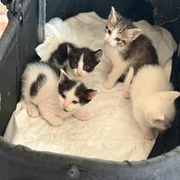 Gattini nati in casa