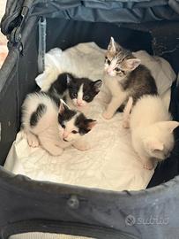 Gattini nati in casa