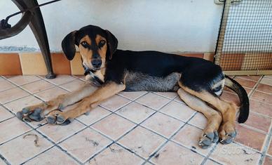 Due cuccioli maschi regalasi