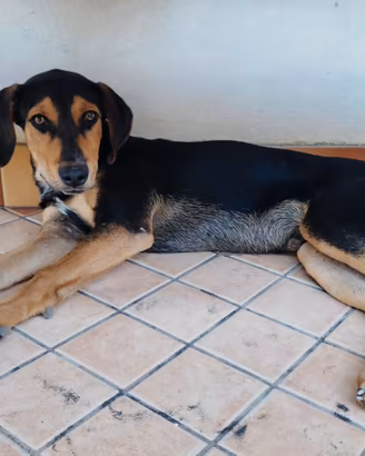 Due cuccioli maschi regalasi
