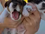 Immagine 3