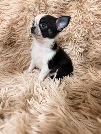 Chihuahua maschietto pelo lungo
