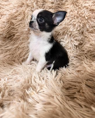 Chihuahua maschietto pelo lungo