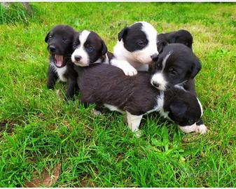 Cuccioli border collie