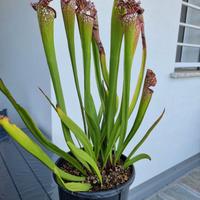 Pianta Carnivora Sarracenia Leucophylla