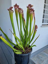 Pianta Carnivora Sarracenia Leucophylla