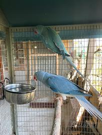 Parrocchetto dal collare