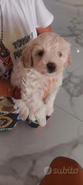 maltipoo