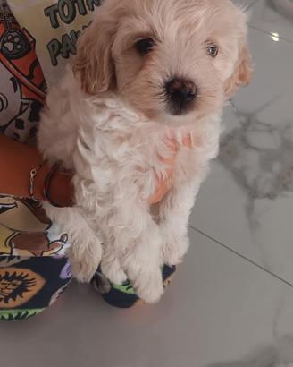 maltipoo