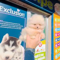 Spitz di Pomerania Toy