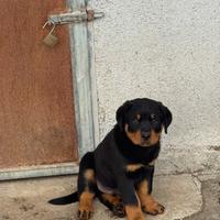 Rottwailer