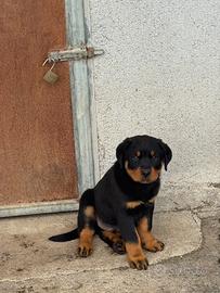 Rottwailer