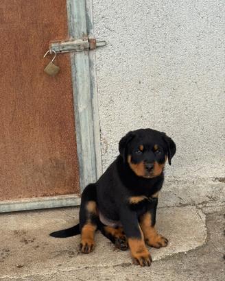 Rottwailer