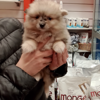 Spitz di Pomerania Maschio