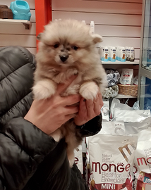 Spitz di Pomerania Maschio