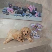 Cuccioli di MALTIPOO