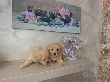 Cuccioli di MALTIPOO