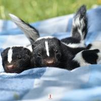 Puzzola Americana -Moffetta