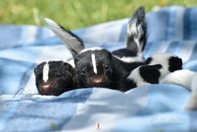 Puzzola Americana -Moffetta