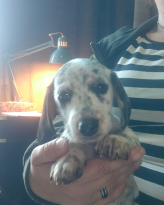 Bassotto piebald
