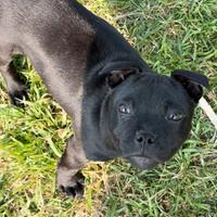 Staffordshire Bull Terrier