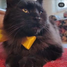 Maine coon