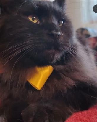 Maine coon