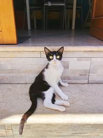 Adozione gattina