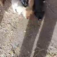 Cuccioli di meticcio