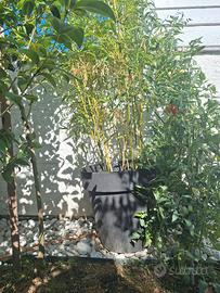 Bambu Gigante