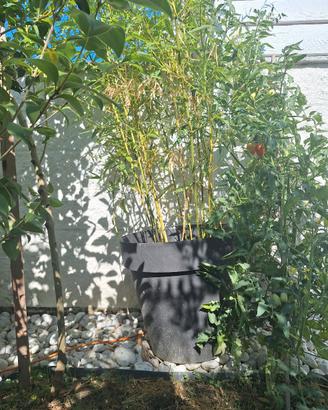 Bambu Gigante