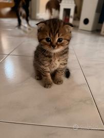 Cuccioli Scottish fold/straight