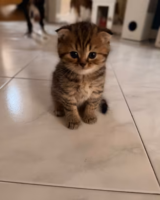 Cuccioli Scottish fold/straight