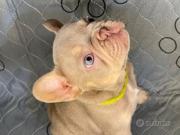 Bulldog francese esotico New Shade tan
