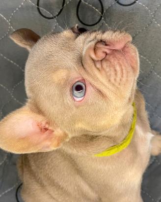 Bulldog francese esotico New Shade tan