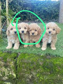 Maschietti di Maltipoo